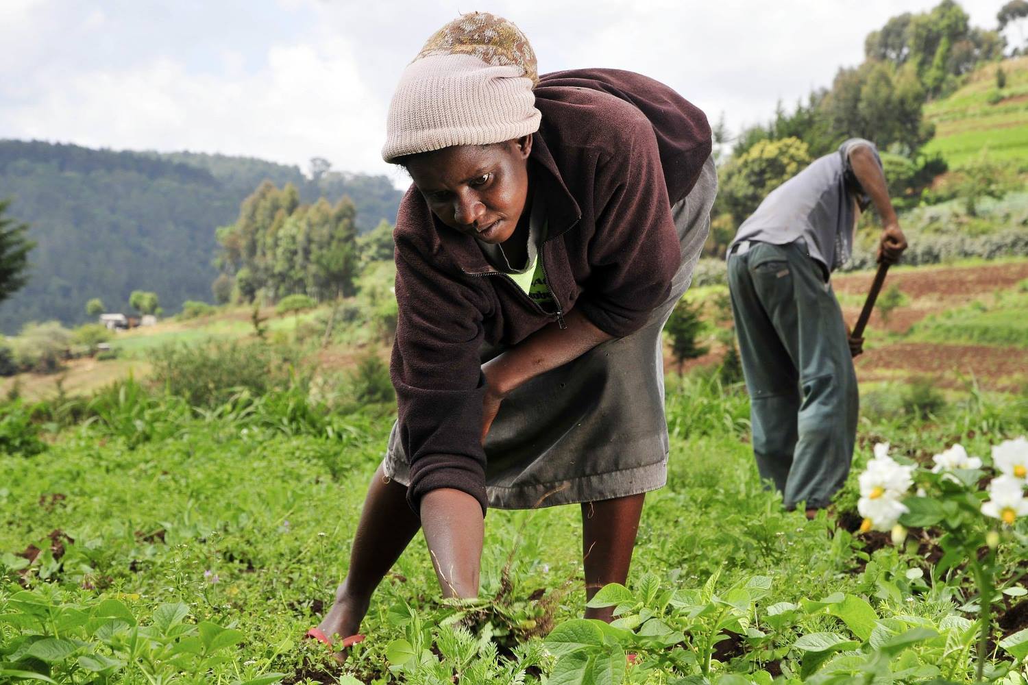woman farmer Kenya - web.jpg